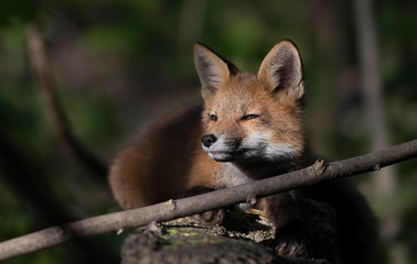 Red fox kit sitting in the forest in springtime in Canada 