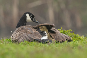 Canada Goose Ducklings in the wild