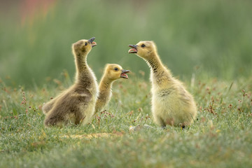 Canada Goose Ducklings in the wild