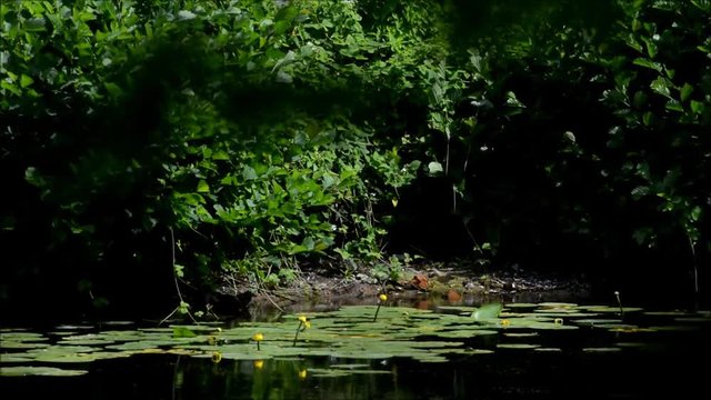Impressions from Western Ditch in Citadel Park in Berlin Spandau on July 12, 2016, Germany