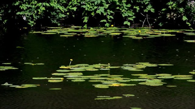 Impressions from Western Ditch in Citadel Park in Berlin Spandau on July 12, 2016, Germany