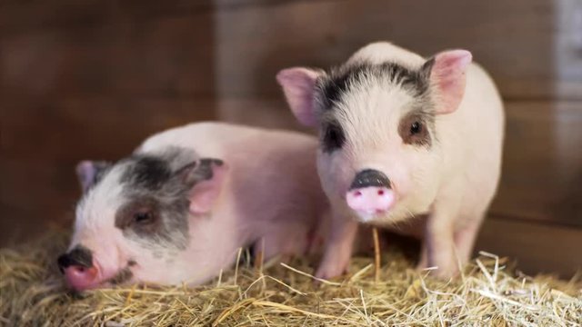 Close portrait of two pink and grey piglets on straw. One piggy is sleepy