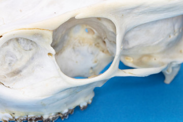 Close Up of Animal Fox Sheep Skull on Blue Background Abstract