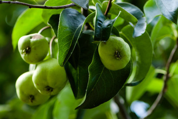 green pears on a branch 