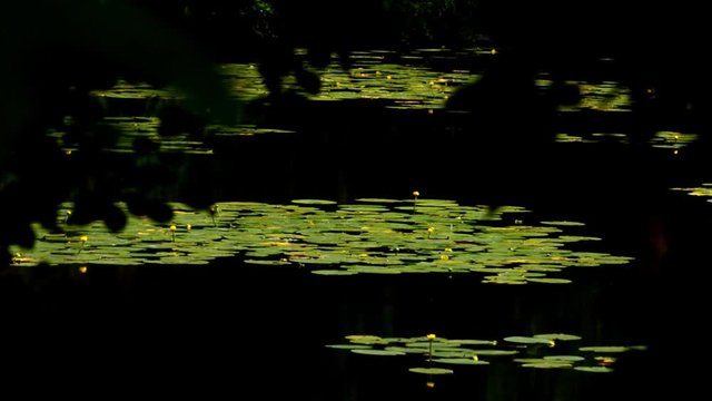 Impressions from Western Ditch in Citadel Park in Berlin Spandau on July 12, 2016, Germany
