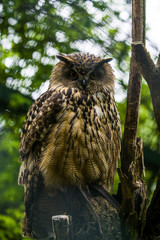The big brown owl sits on a tree and looks down.