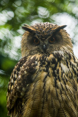 The big brown owl sits on a tree and looks down.