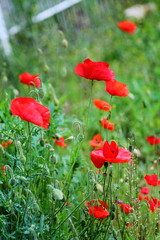 Field of common poppies. Bright red flowers on a summer meadow.