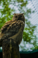 The big brown owl sits on a tree and looks down.