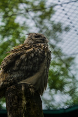 The big brown owl sits on a tree and looks down.