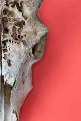 Close Up of Animal Fox Sheep Skull on Pink Red Background Abstract