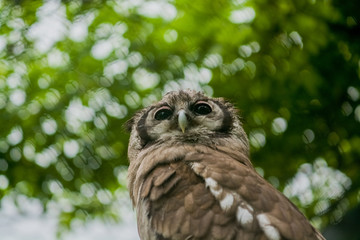The big brown owl sits on a tree and looks down.