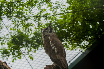 The big brown owl sits on a tree and looks down.