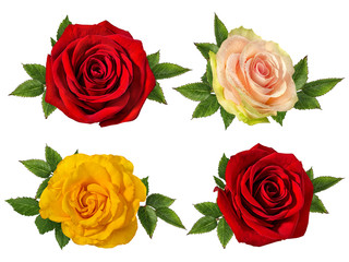 Fresh beautiful roses isolated on white background with clipping path