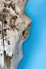 Close Up of Animal Fox Sheep Skull on Blue Background Abstract