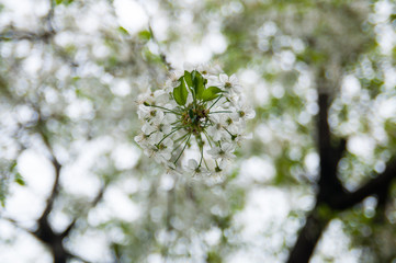flowering branch close up. Bokeh background