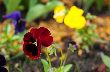 Fototapeta premium Pansy flower. wild pansy flower. close up shot