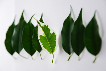 Leaf with white spots outstanding from the row of green leaves. Vitiligo skin  problem symbol....