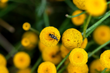 yellow flowers of tansy in the garden