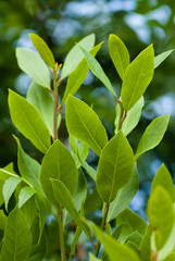 Fresh leaves of laurel tree 
