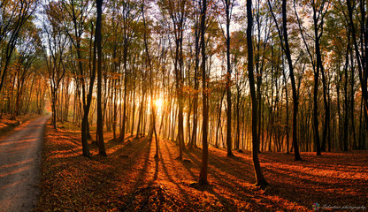 sunset in the autumn forest