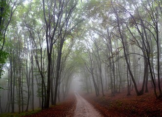 landscape with a foggy road through a forest