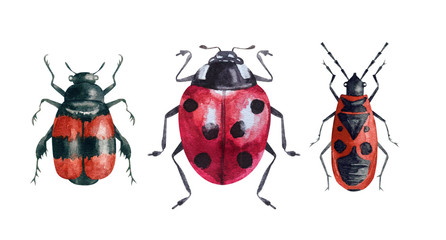 Beautiful set of drawing colorful bright beetles. beetle, ladybug isolated on white background. watercolor illustration for design, packaging, product, fabric, website, print, poster.