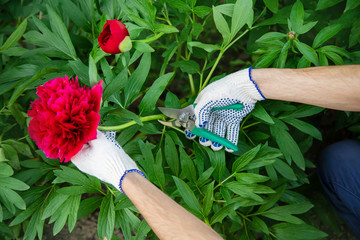 gardener pruning flowers Garden. Selective focus. nature.