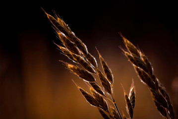 background of spikelets in brown tones 