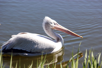two white pelican on water