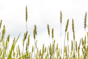 Fototapeta premium full of ripe grains, golden ears of wheat or rye close up on a blue sky background.