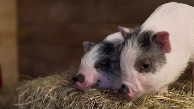 Close portrait of two pink and grey piglets on straw. One piggy is falling asleep