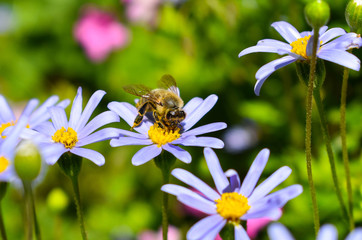 Obraz premium on blue daisy, bee collects honey