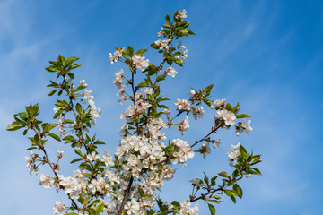 spring white blossom against blue sky. cherry blossom flower full bloom in blue sky spring season