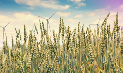 full of ripe grains, golden ears of wheat or rye close up on a blue sky background.