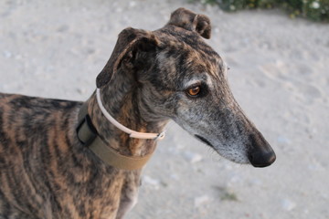 Galgo
