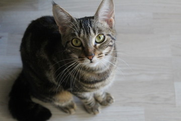 Gata