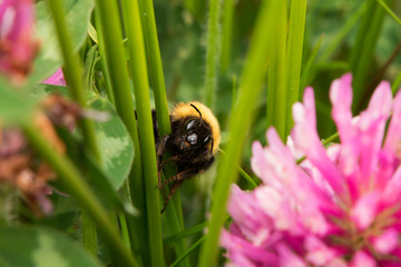 Bumblebee watching face to face 