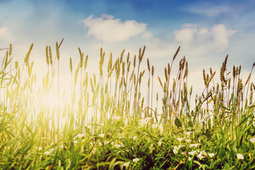 full of ripe grains, golden ears of wheat or rye close up on a  blue sky background.