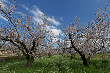Apricot tree and flowers