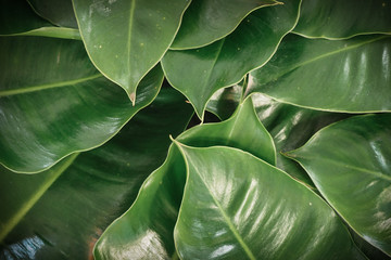 green leaves background