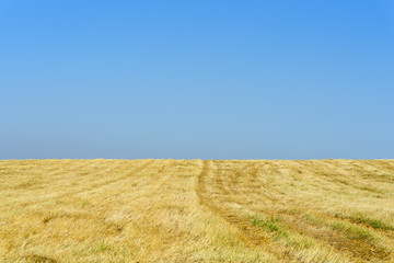 Gold wheat fields after harvest and blue sky in sunny day. Copy space.