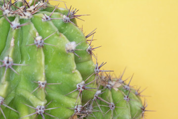 Close Up of a Spiky Cactus Cacti or Succulent on a Yellow Background