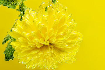 A wonderful flower in bubbles of air. Macro on a yellow background