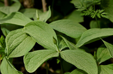 A poisonous Herb Paris blooming in shadows in spring