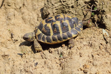 La tartaruga di terra