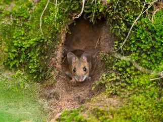 Waldmaus oder Gelbhalsmaus (Apodemus sylvaticus o. flavicollis) mit Zecke, Gemeiner Holzbock (Ixodes ricinus) an der Nase schaut aus Mauseloch, Lüneburger Heide, Niedersachsen, Deutschland, Europa
