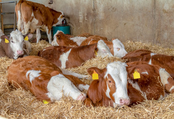 some cattle in a stable
