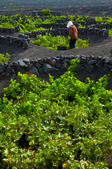 Viñedo de uva malvasia. La Geria. Isla Lanzarote. Provincia Las Palmas. Islas Canarias. España