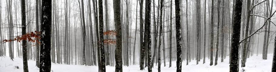 the stems of trees in the forest in winter